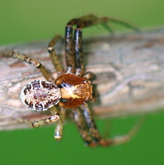 Xysticus lanio