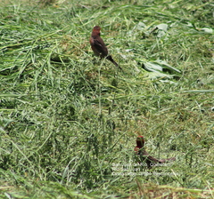 Haemorhous mexicanus