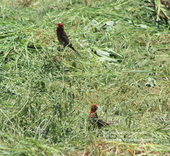 Haemorhous mexicanus