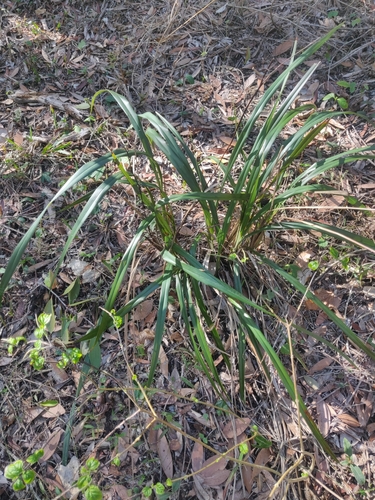 Dianella adenanthera observed 2024-07-20