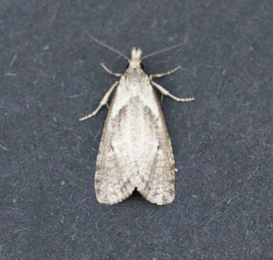 Phtheochroa waracana