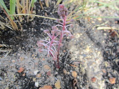 Ledebouria ovalifolia