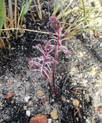 Ledebouria ovalifolia