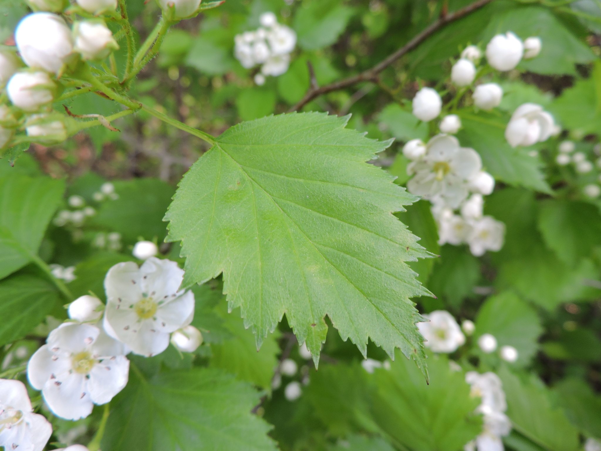 Crataegus flabellata