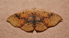 Cyclophora lennigiaria