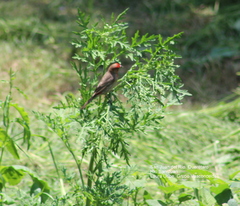 Haemorhous mexicanus