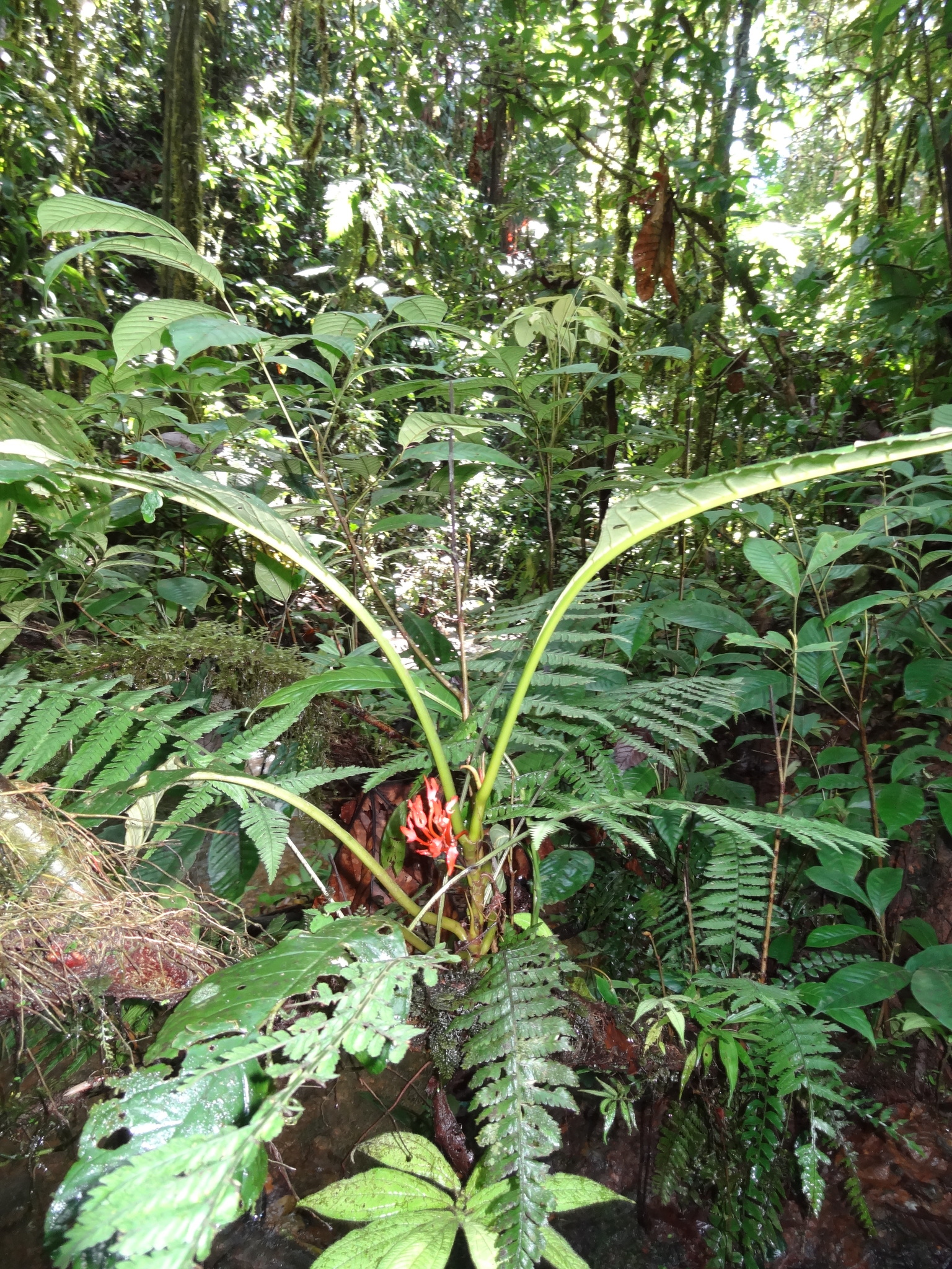 Trichodrymonia binata