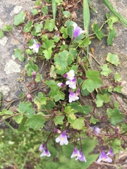 Cymbalaria muralis