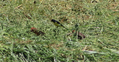 Haemorhous mexicanus