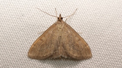 Anania fuscalis