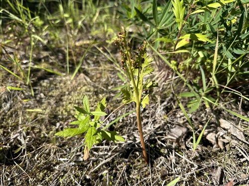 Alaska moonwort (Botrychium alaskense)