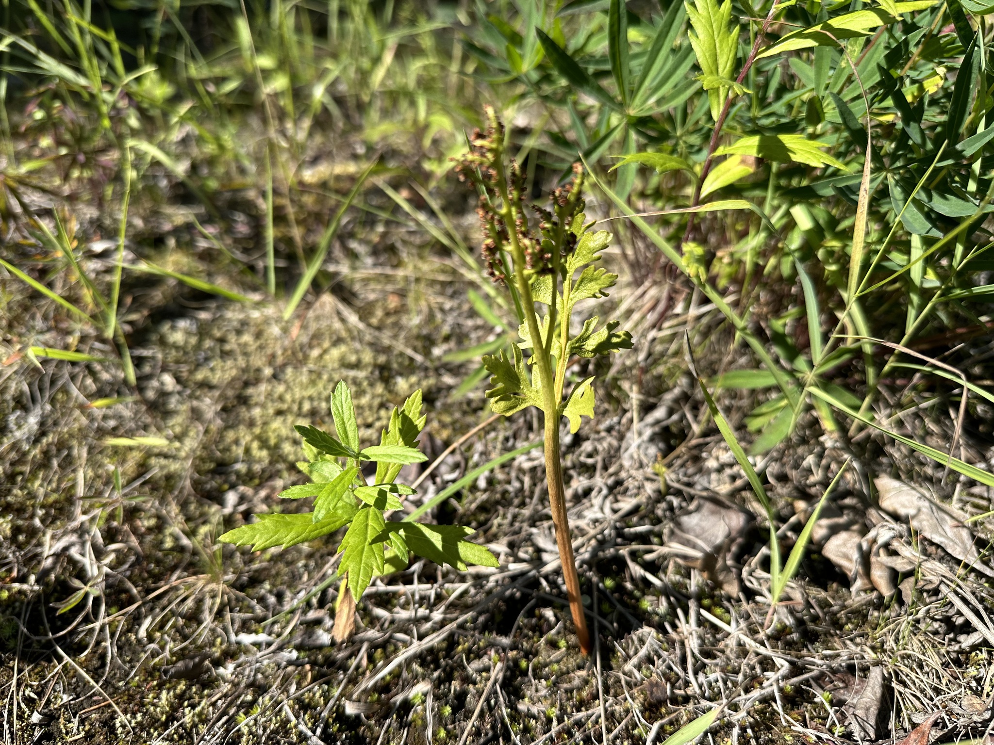 Alaska Moonwort (Botrychium alaskense)