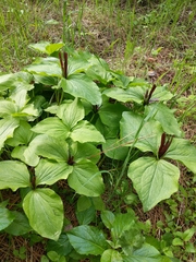 Trillium angustipetalum