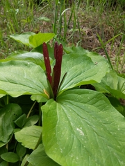 Trillium angustipetalum