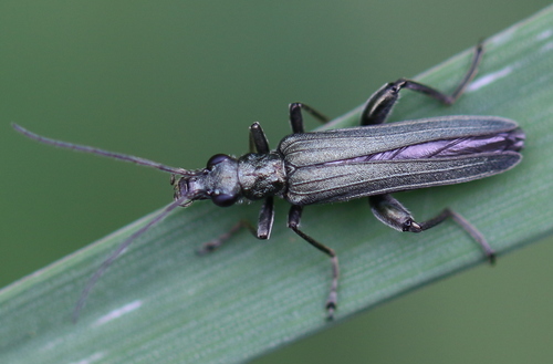 Oedemera virescens nuotrauka