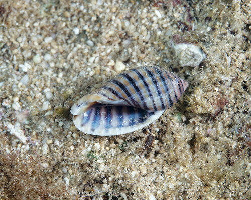 Vexilla vexillum observed 2024-07-20