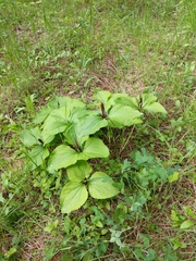Trillium angustipetalum