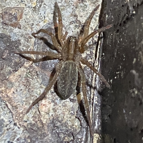 Varacosa gosiuta