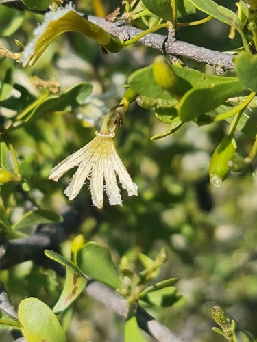 Image of Spiny Fan-Flower (Scaevola spinescens) by (c) Belinda Forbes, some rights reserved (CC BY)