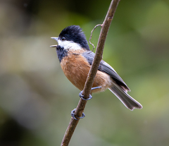 Pere David's Tit photo 4