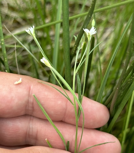 Image of Epilobium leptophyllum by no rights reserved