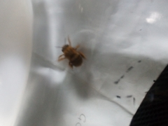 Amegilla bombiformis