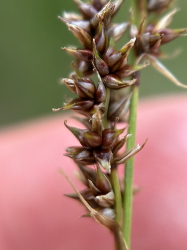 Image of Carex diandra by no rights reserved