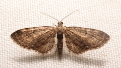 Eupithecia virgaureata