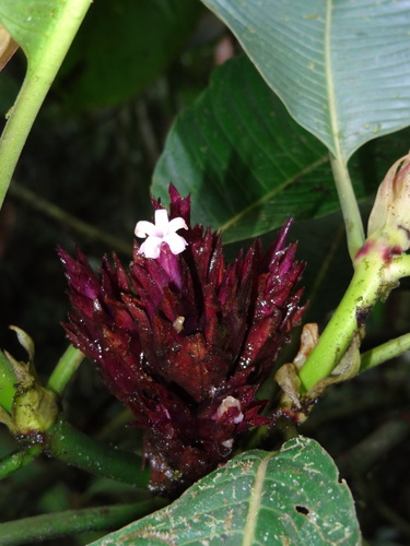 Acanthaceae observed 2023-12-07