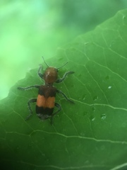 Enoclerus ichneumoneus