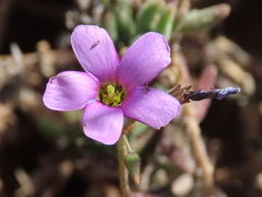 Oxalis lateriflora
