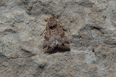 Heliothis punctifera