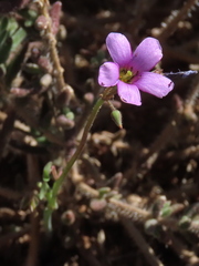 Oxalis lateriflora