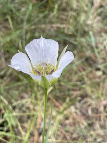 Image of Calochortus ambiguus by (c) Michael Tidwell, some rights reserved (CC BY)