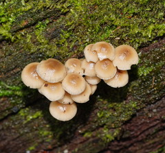 Mycena tuvara