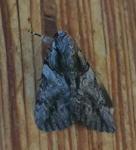 Verrill's Underwing photo 6