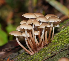 Mycena tuvara