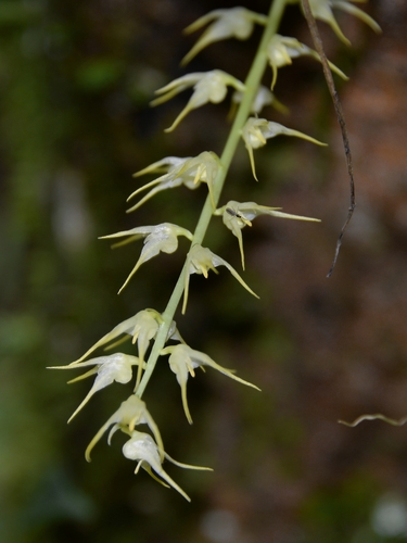 Flavescens Orchid