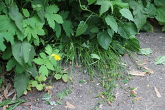 Carex cephalophora