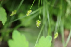 Carex cephalophora