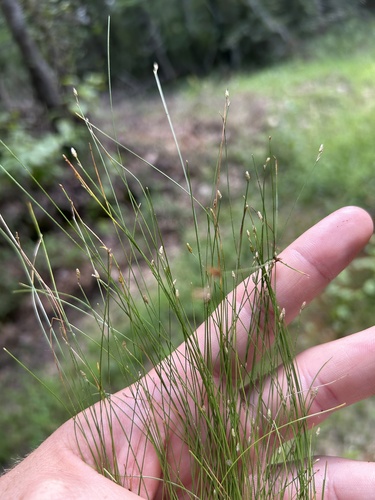 Image of Eleocharis microcarpa by no rights reserved