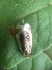 Clepsis melaleucanus