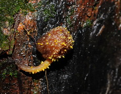 Neobarya agaricicola