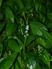 Maianthemum trifolium