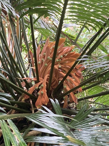 Image of Cycas micronesica by (c) fletchermoore, some rights reserved (CC BY)