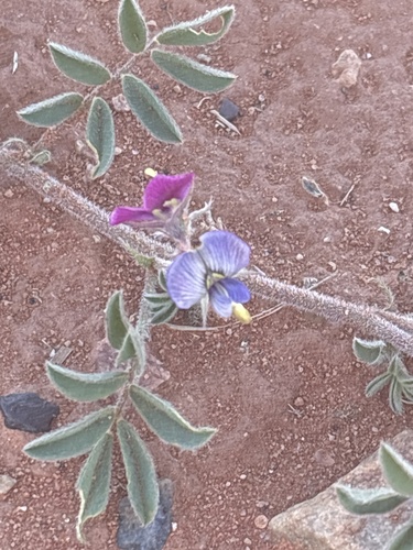 Hoary Darling Pea