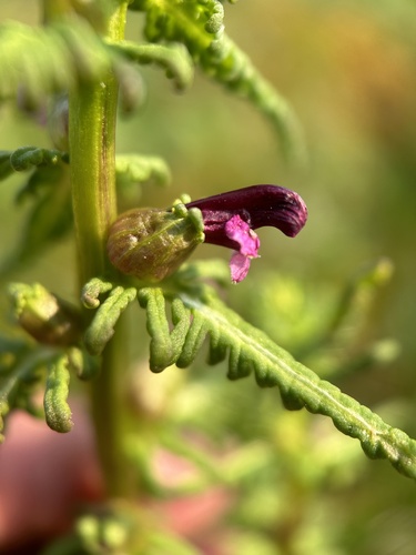 Image of Small-flower Lousewort by no rights reserved