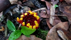 Etlingera fimbriobracteata