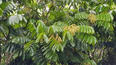 Pometia pinnata