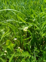 Achillea millefolium